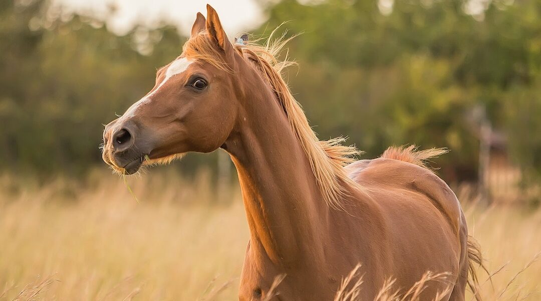 Dlaczego duży koń boi się małej kałuży?